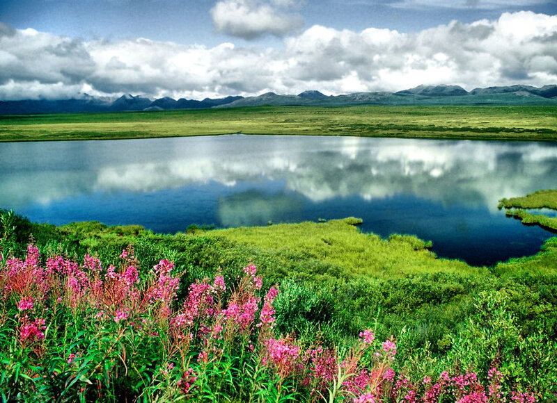 Pink Flowers by Lake — Green