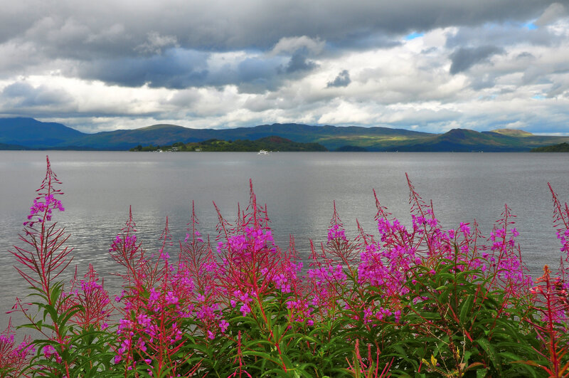 Pink Flowers by Lake — Purple, Dramatic, Afternoon