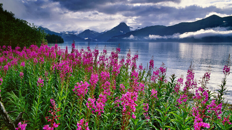 Pink Flowers by Lake — Purple, Dramatic