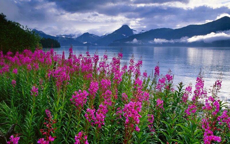 Pink Flowers by Lake — Purple, Serene, Summer