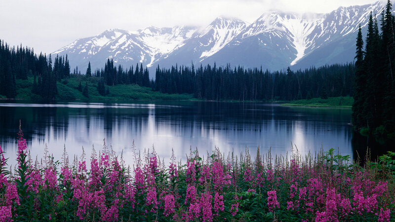 Pink Flowers by Lake — Purple, Serene