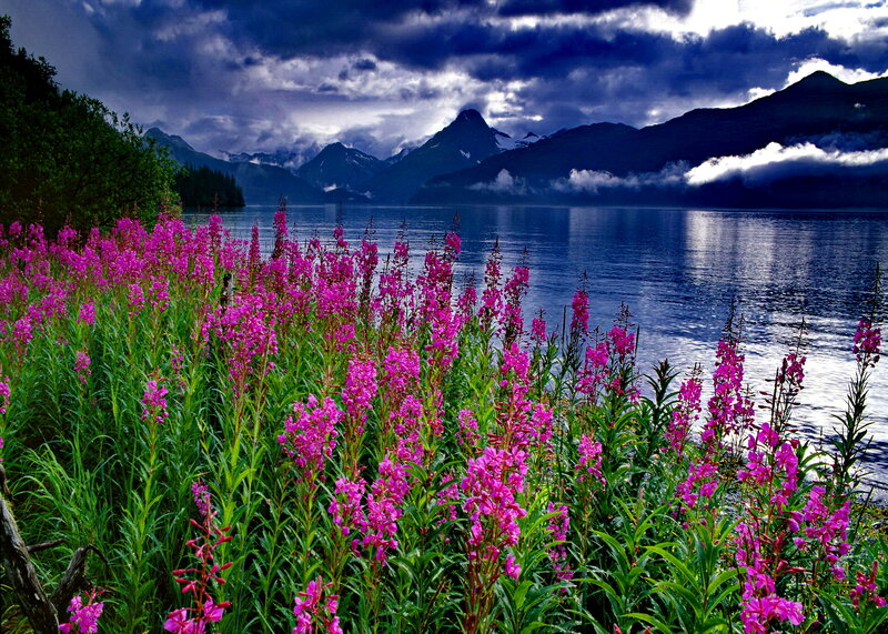 Pink Flowers by Lake — Purple