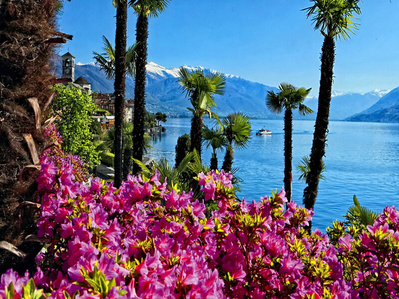 Pink Flowers by Lake — Serene, Afternoon, Photograph