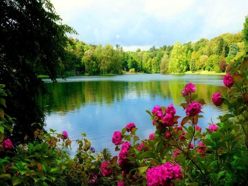 Pink Flowers by Lake — Serene, Afternoon, Photograph, Trees