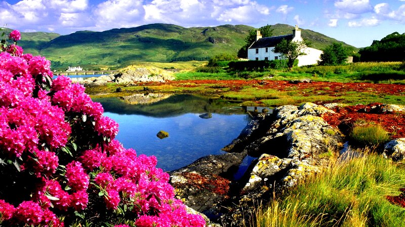 Pink Flowers by Lake — Serene, Afternoon