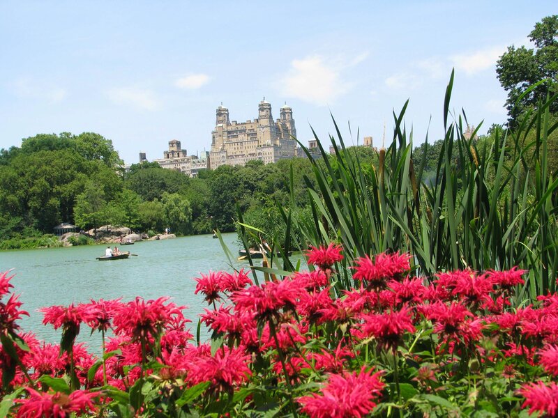 Pink Flowers by Lake — Serene, Summer