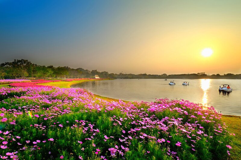 Pink Flowers by Lake — Serene, Sunset