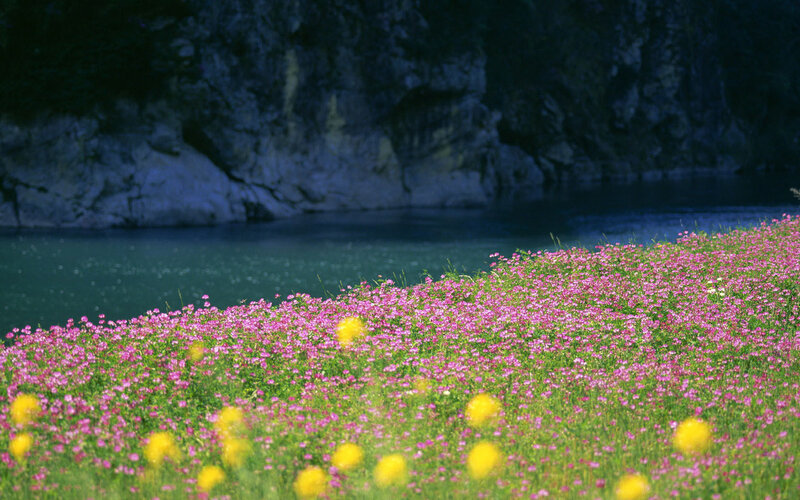 Pink Flowers by Lake — Serene
