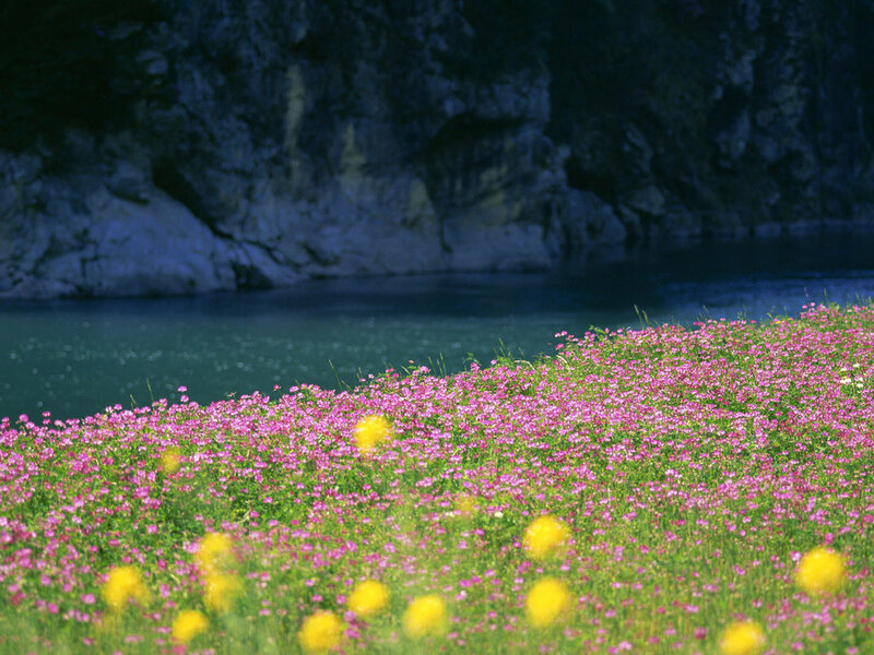 Pink Flowers by Lake