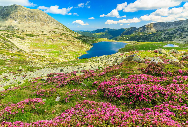 Pink Flowers by Mountain Lake — Blue