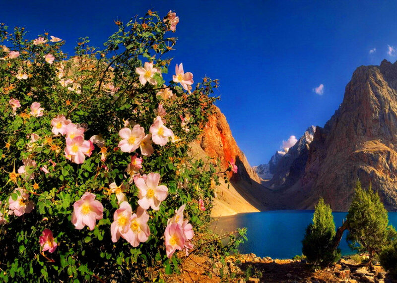 Pink Flowers by Mountain Lake