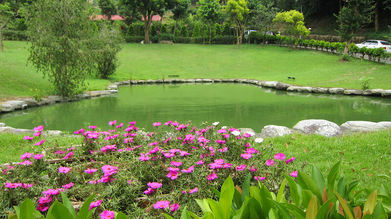 Pink Flowers by Pond — Green, Serene