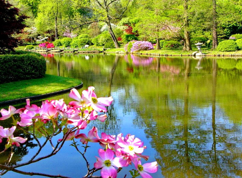 Pink Flowers by Pond — Green