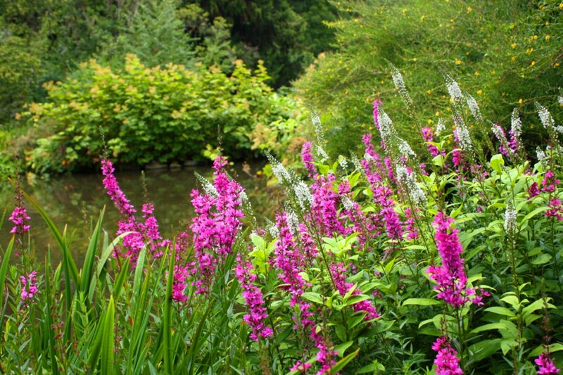 Pink Flowers by Pond