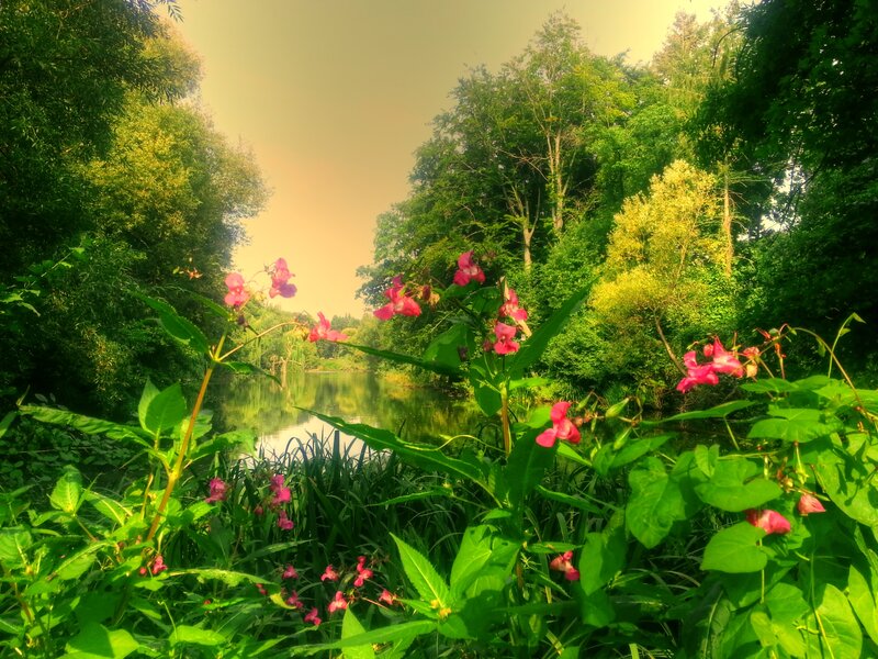 Pink Flowers by River — Green, Serene, Afternoon