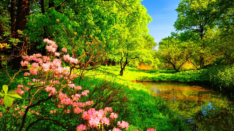 Pink Flowers by River — Green, Serene, Spring