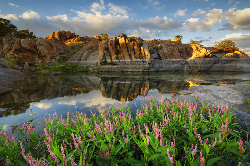 Pink Flowers by River — Green, Serene, Sunset