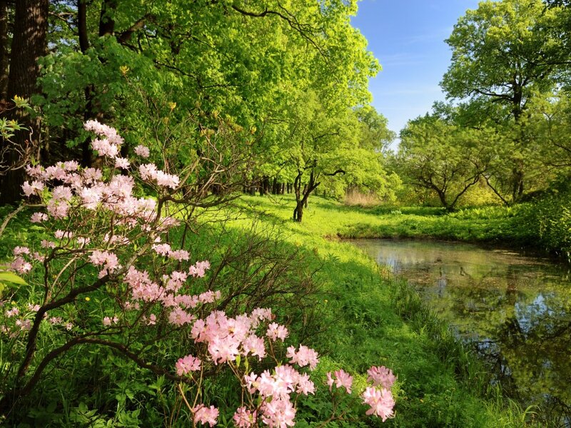 Pink Flowers by River — Green, Serene