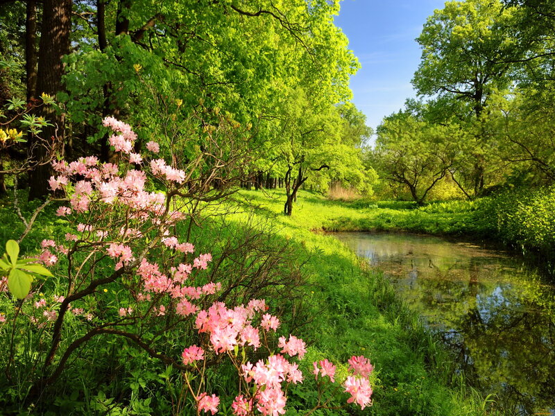 Pink Flowers by River — Green