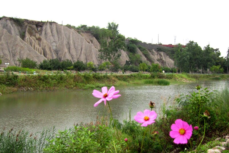 Pink Flowers by River — Serene, Afternoon