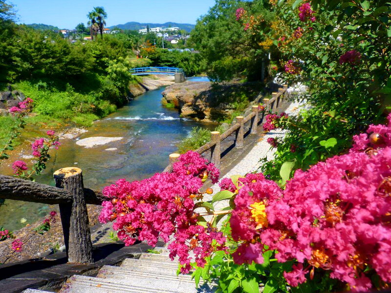 Pink Flowers by River — Serene
