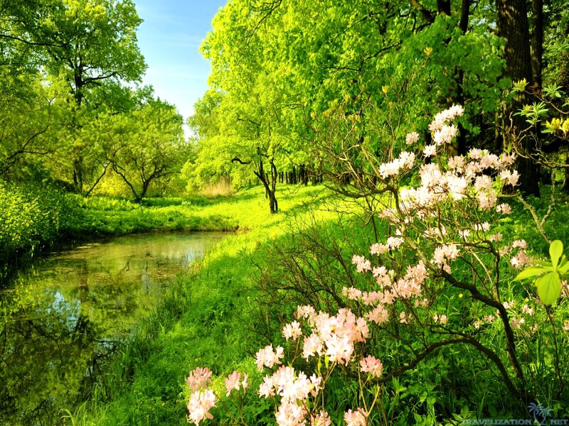 Pink Flowers by River
