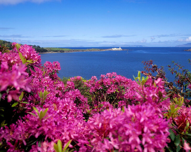 Pink Flowers by Sea — Serene, Afternoon, Photograph