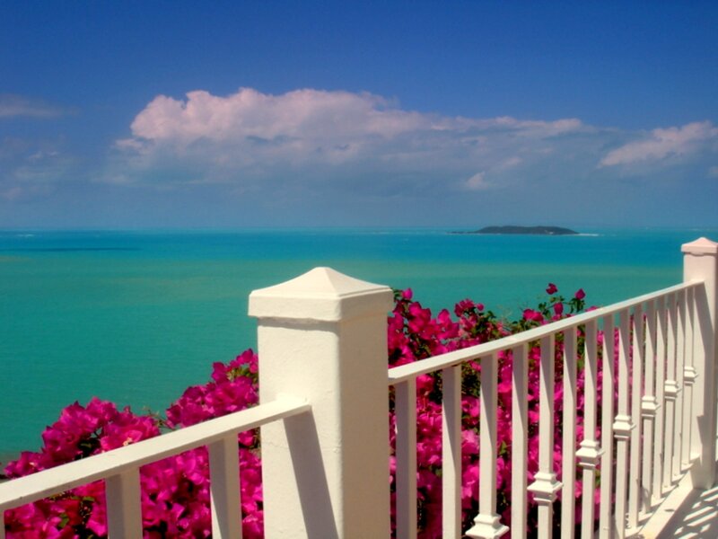 Pink Flowers by Sea