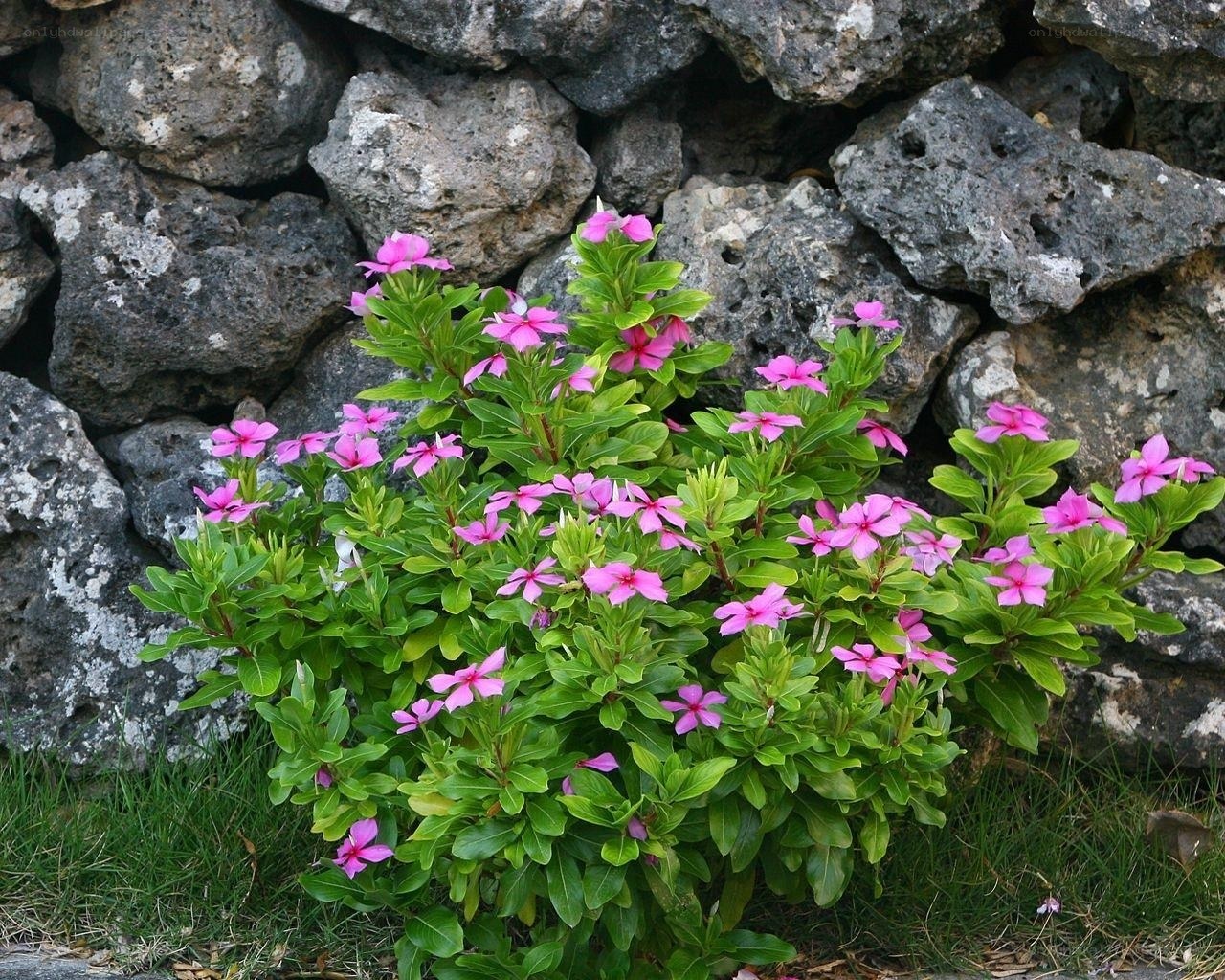 Pink flowers by stone wall