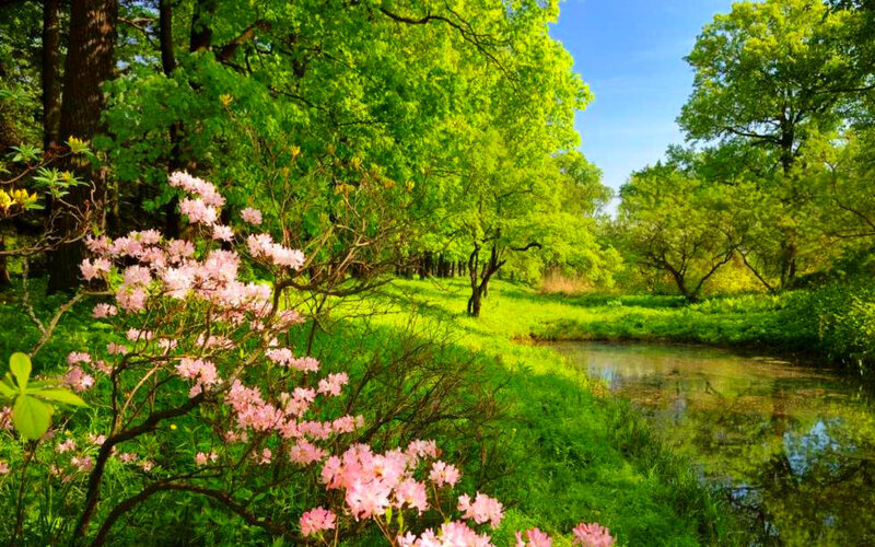 Pink Flowers by Stream — Green, Serene, Spring