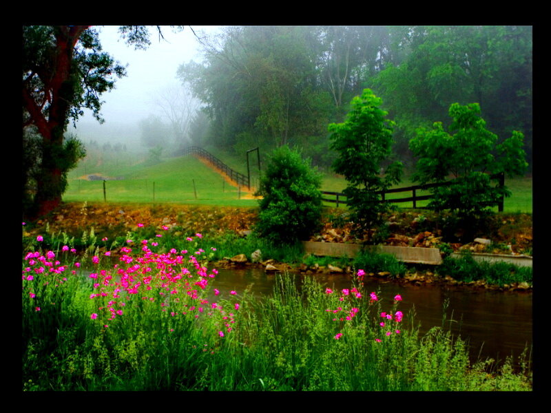 Pink Flowers by Stream — Green