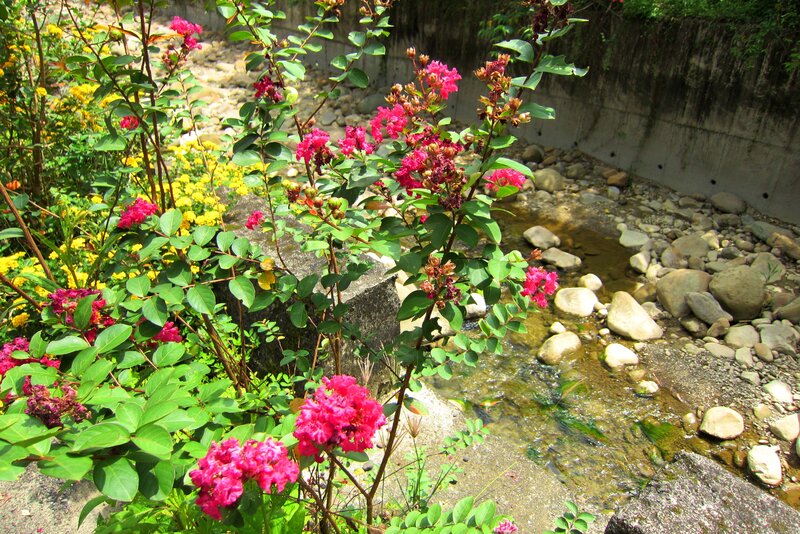 Pink Flowers by Stream — Serene, Afternoon