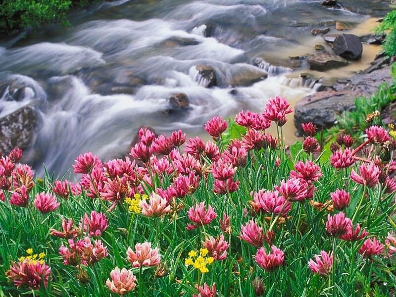 Pink Flowers by Stream — Serene, Spring, Photograph