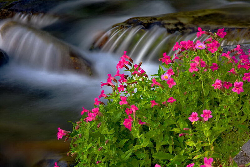 Pink Flowers by Stream — Serene