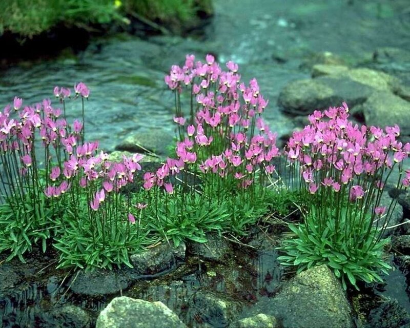 Pink Flowers by Stream