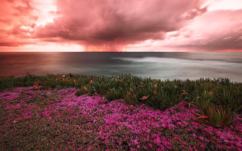 Pink flowers by the ocean at sunset