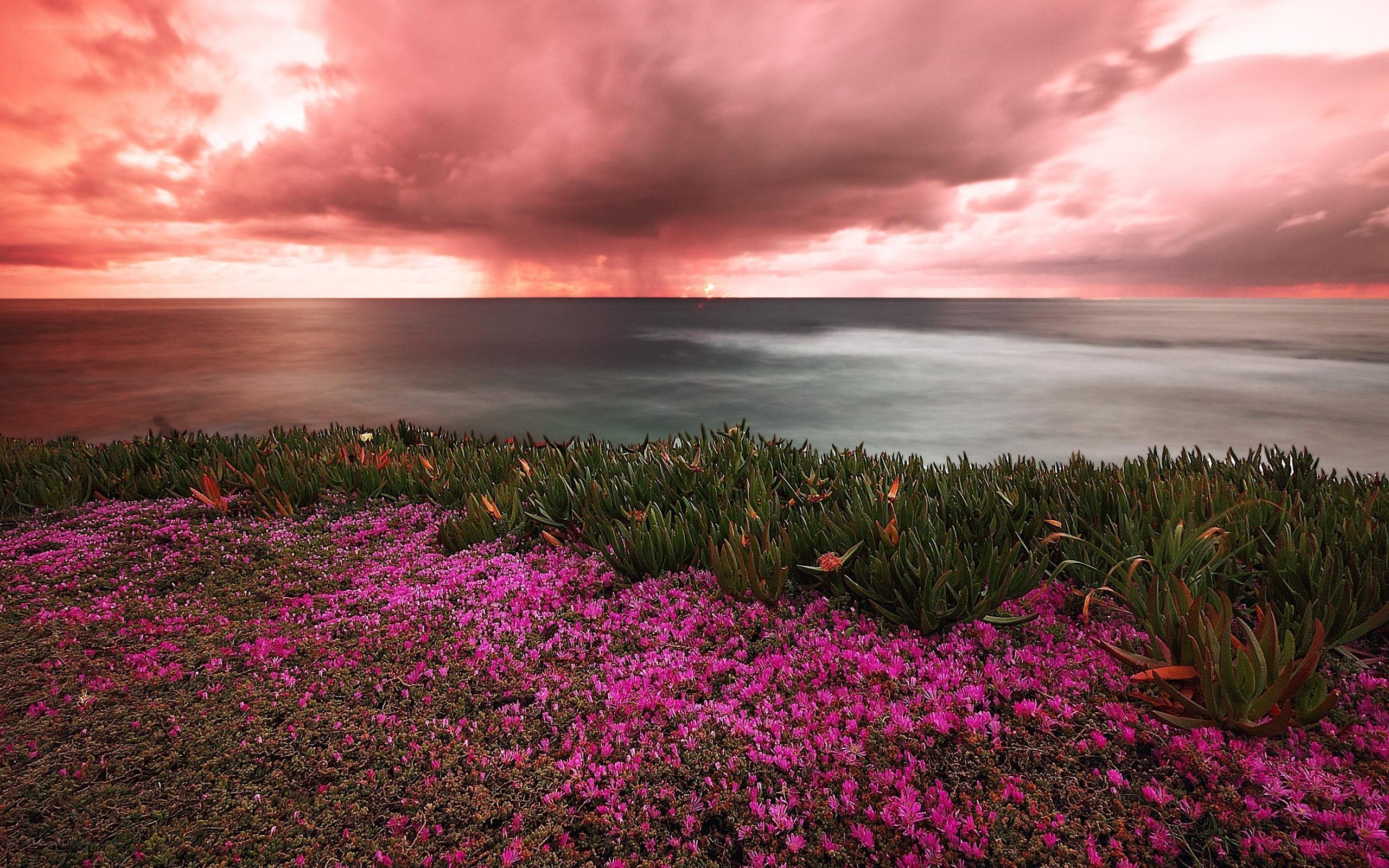 Pink flowers by the ocean at sunset