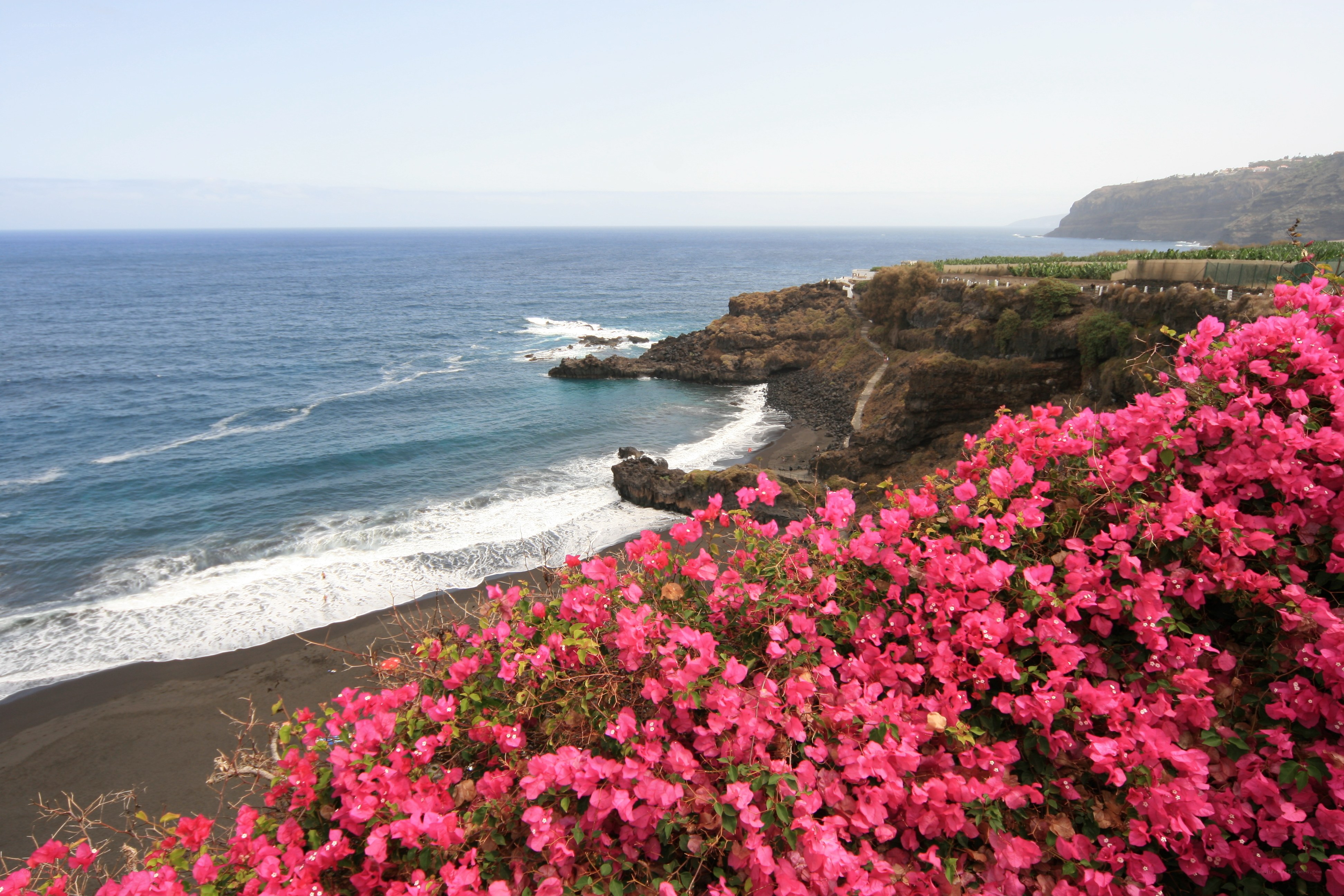 Pink flowers by the ocean