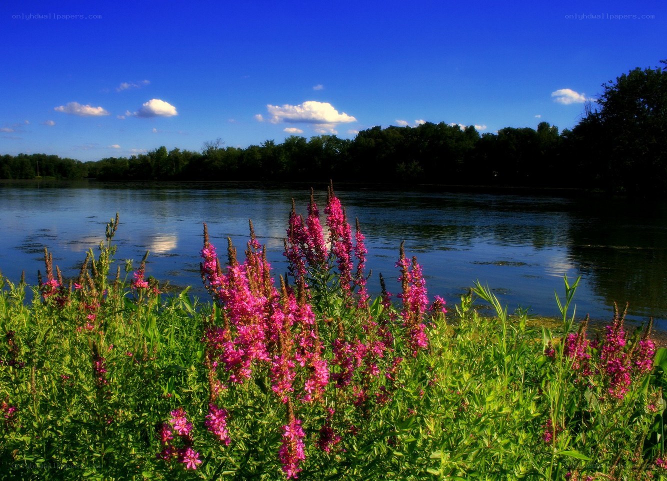 Pink flowers by the river