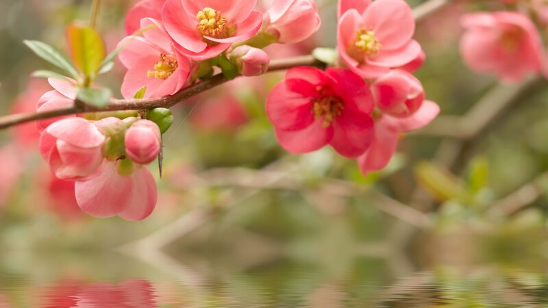 Pink flowers by the water