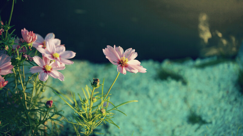 Pink flowers by the water