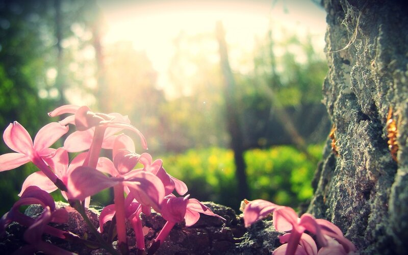Pink Flowers by Tree — Serene, Morning