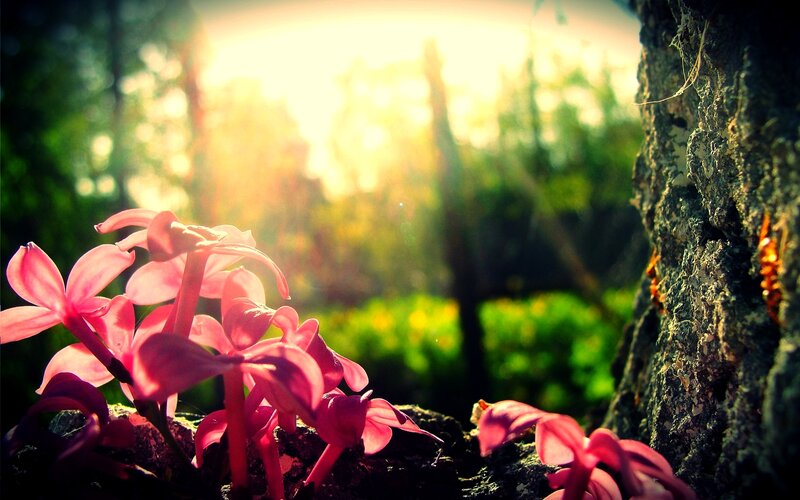 Pink Flowers by Tree — Serene, Sunset