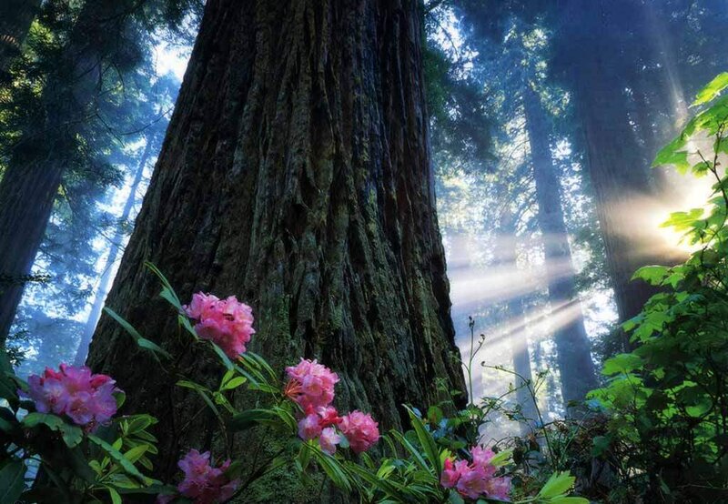 Pink Flowers by Tree