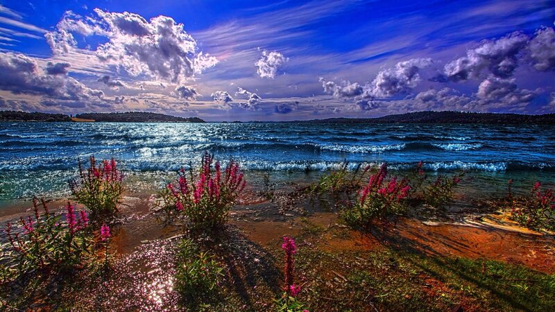 Pink Flowers by Water — Blue