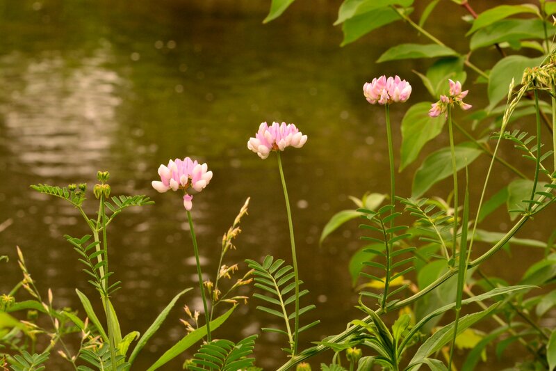 Pink Flowers by Water — Green