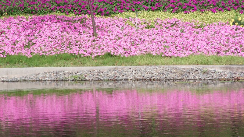 Pink Flowers by Water — Serene