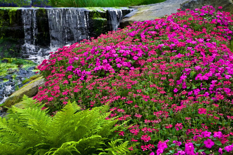 Pink Flowers by Waterfall — Serene