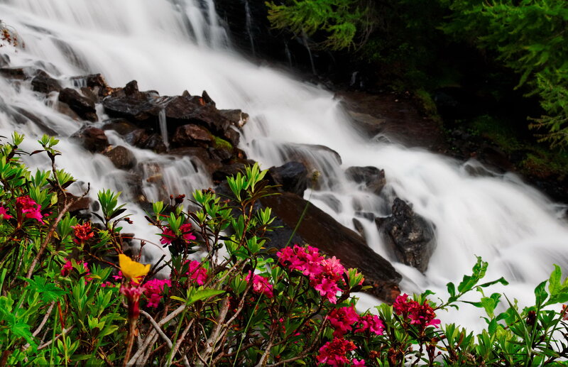 Pink Flowers by Waterfall
