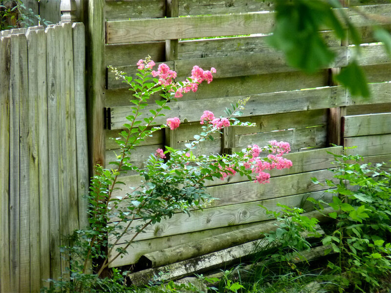Pink flowers by wooden fence